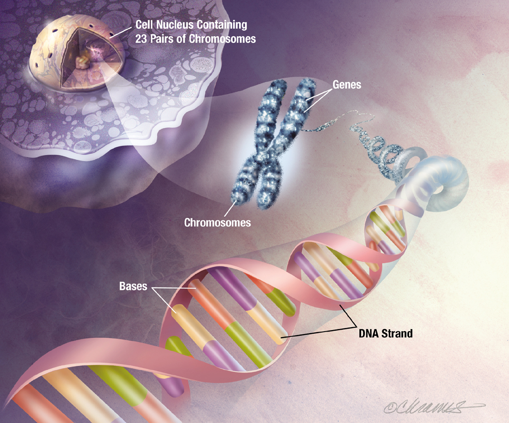 Deoxyribonucleic acid